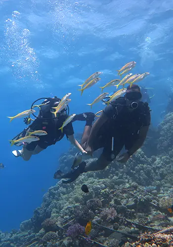 Egypt International Diving